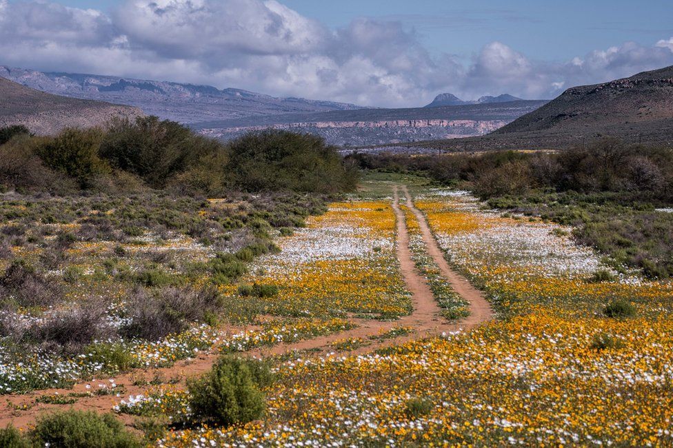 У пустелі Південної Африки вибухом кольорів розпустилися дикі квіти (фото)