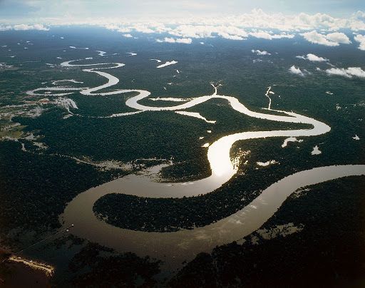 Ліси Амазонії — найбільші за площею дощові ліси Землі.