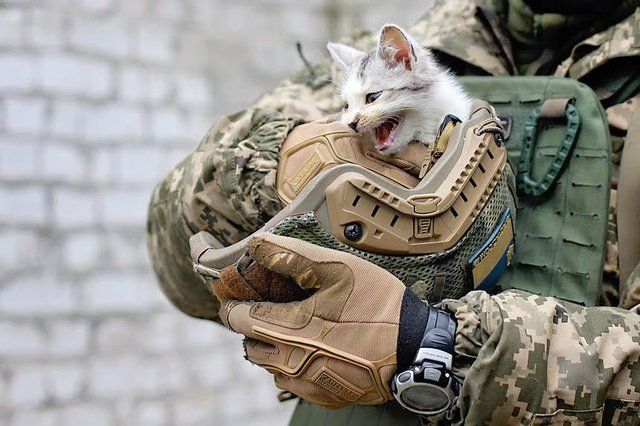 У Житомирі українські військові знялися у фотосесії з безпритульними тваринами