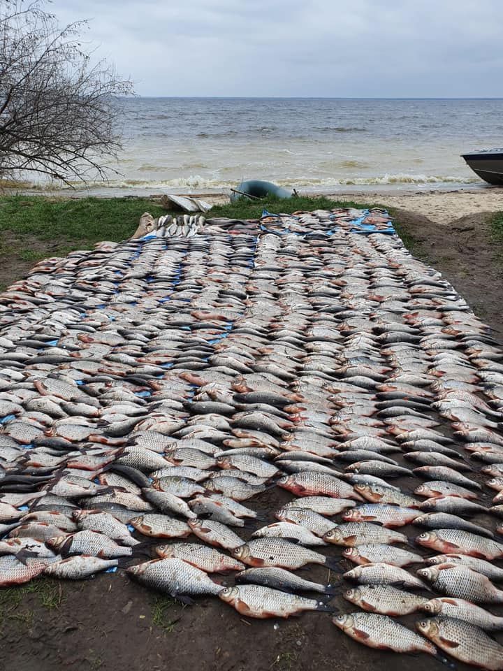 На Київщині спіймали «голодаючого» браконьєра із понад 200 кг риби