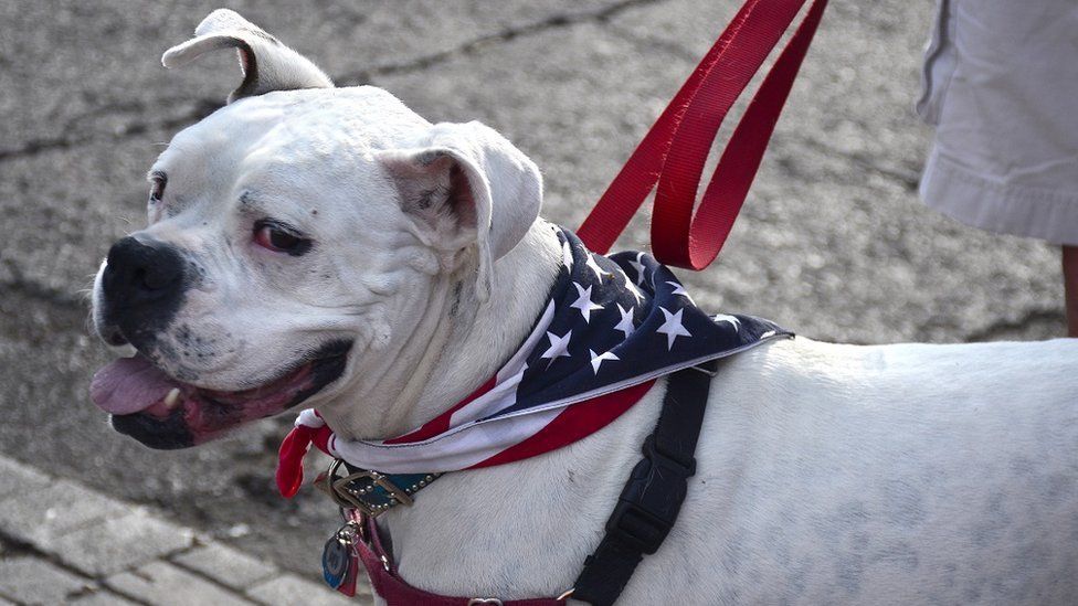 Ввезення собак з України до США заборонять