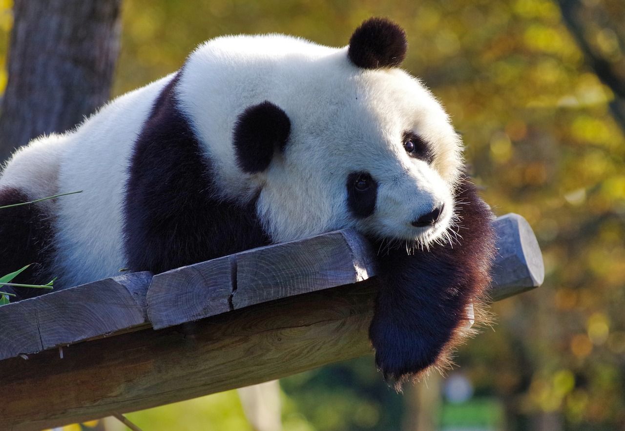 У Китаї оголосили гігантських панд не зникаючим видом