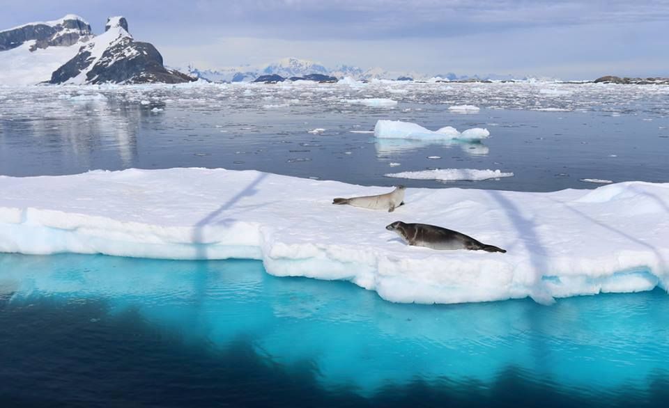 Україна вперше очолила Комісію зі збереження морських живих ресурсів Антарктики