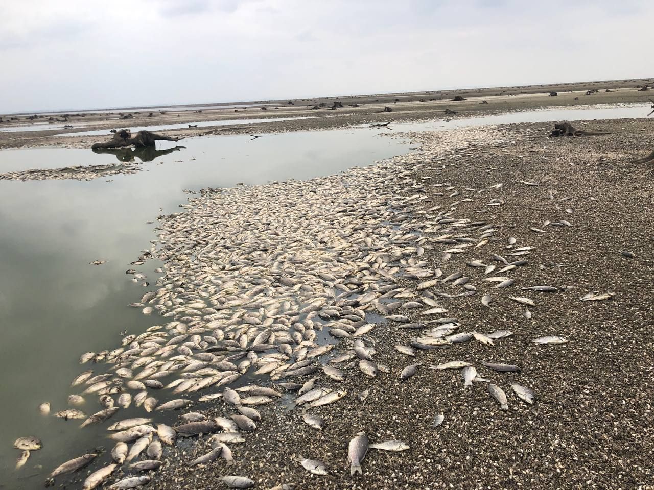 Знищення Каховської ГЕС: збитки рибної галузі склали 10 млрд грн